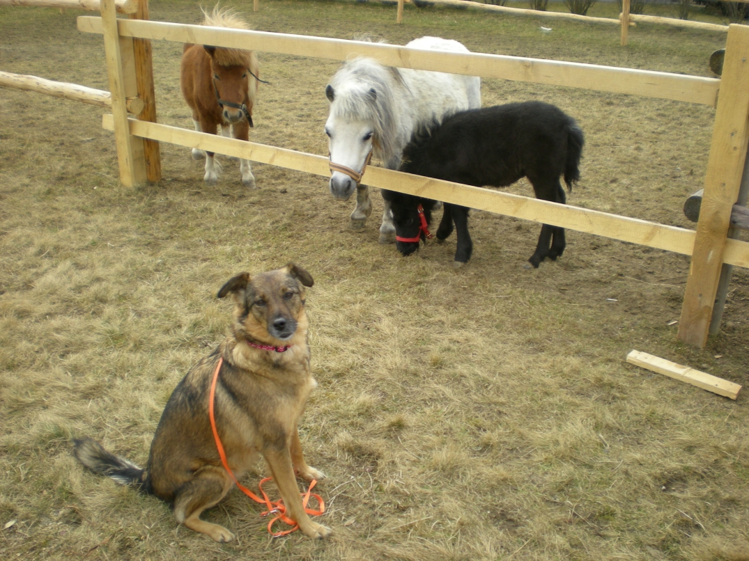Ponyfreunde und Mini